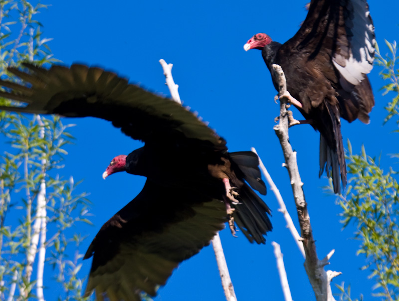 Turkey Vultures